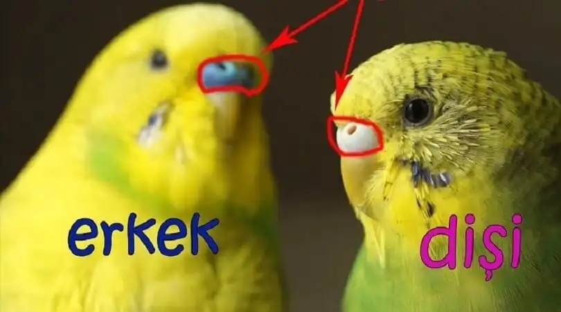 muhabbet-kusu-cinsiyet-ayrimi.webp