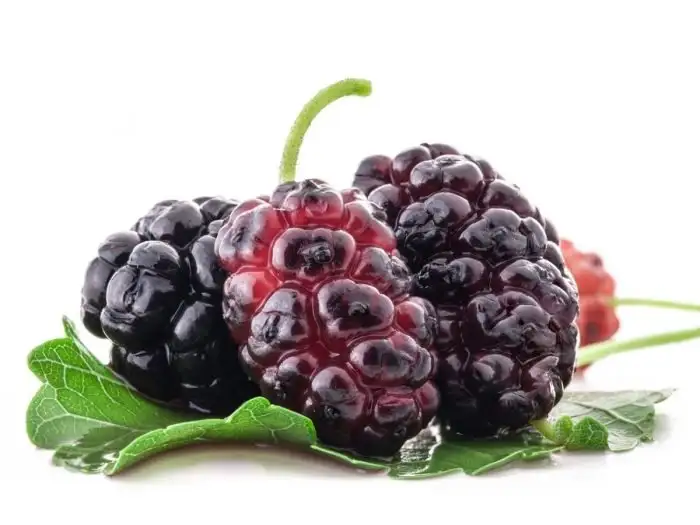 Mulberries.webp
