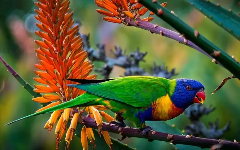 multi-color-parrot.webp