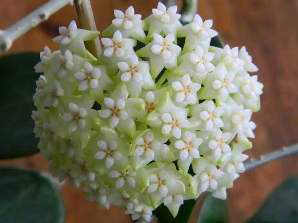 mum_cicegi (1).webp