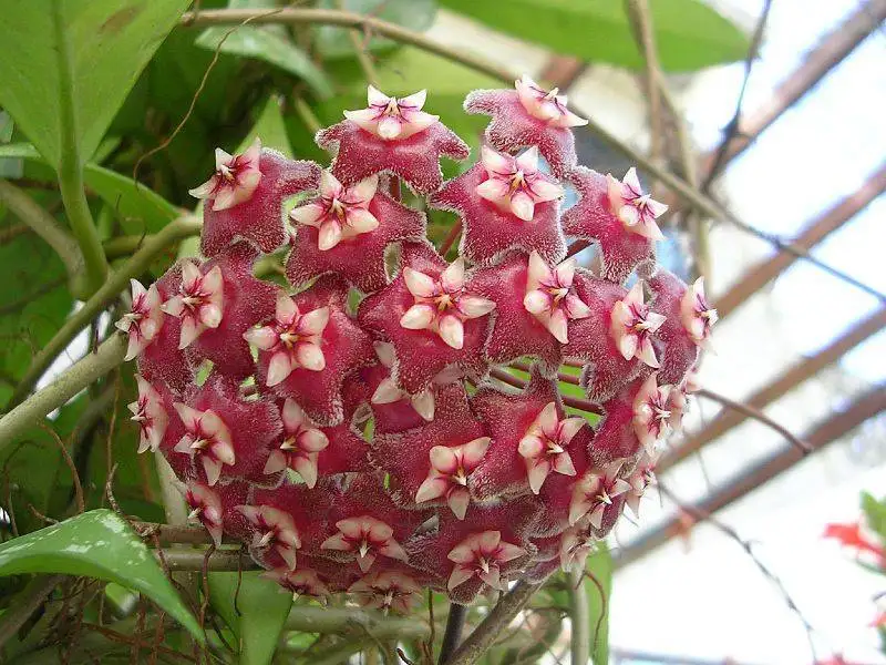 mum_cicegi (2).webp