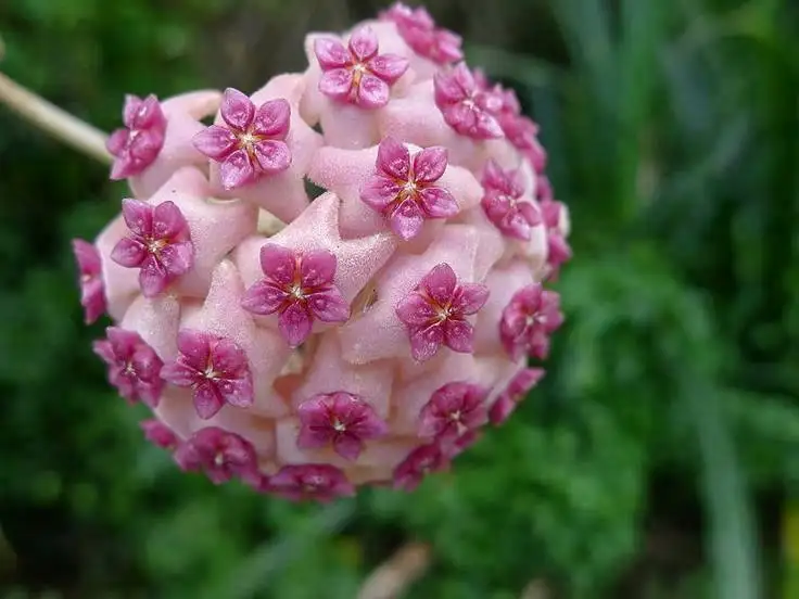 mum_cicegi (3).webp