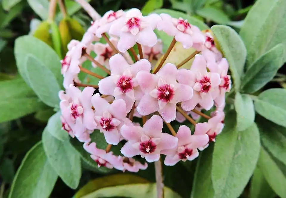 mum_cicegi (4).webp