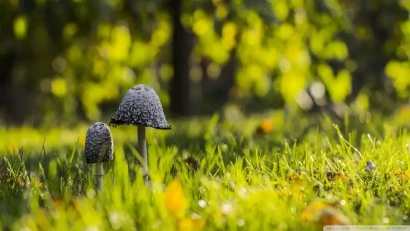 mushrooms_green_grass-wallpaper-1024x576.webp
