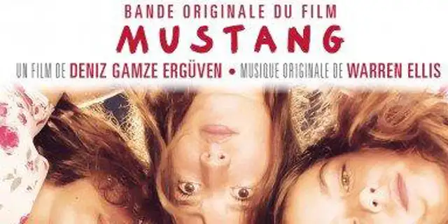mustang1_640.webp