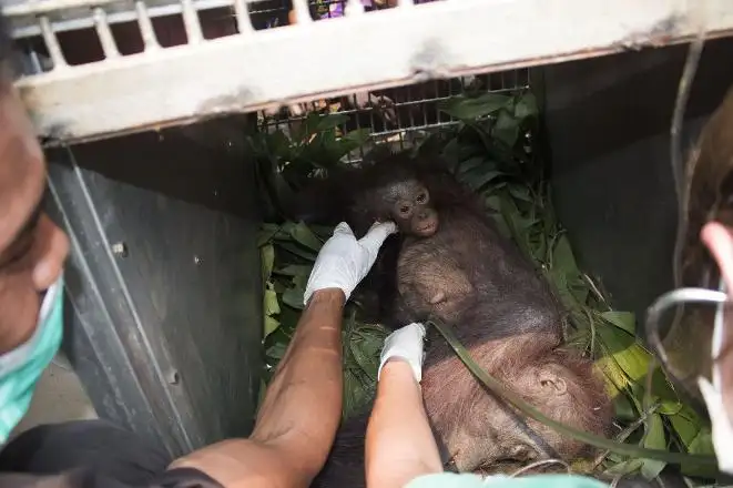 muthis-kurtulus-borneo-orangutani-kalimantan-1525067.webp