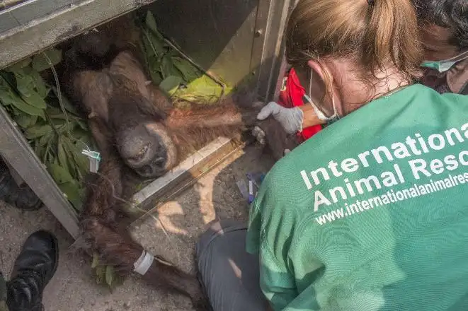 muthis-kurtulus-borneo-orangutani-kalimantan-1525068.webp