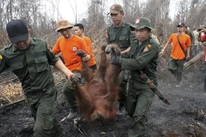 muthis-kurtulus-borneo-orangutani-kalimantan-1525069.webp