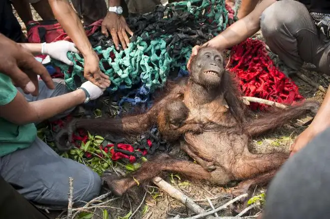 muthis-kurtulus-borneo-orangutani-kalimantan-1525070.webp