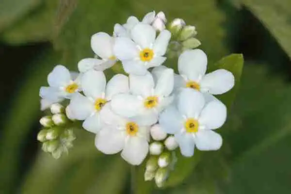 Myosotis_arvensis.webp