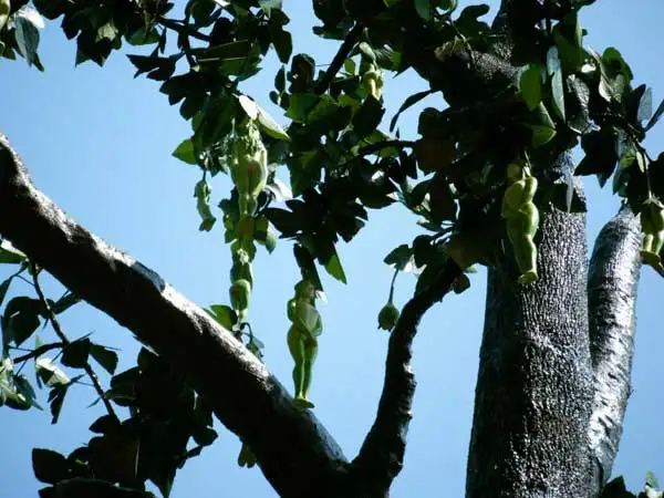 nareepol-tree1.webp