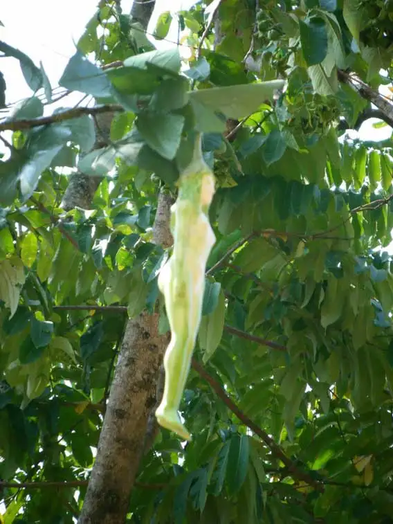 nareepol-tree2.webp