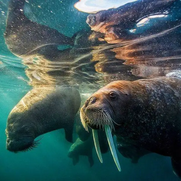 national-geographic-instagram-da-national-geographic-instagram-1429285.webp