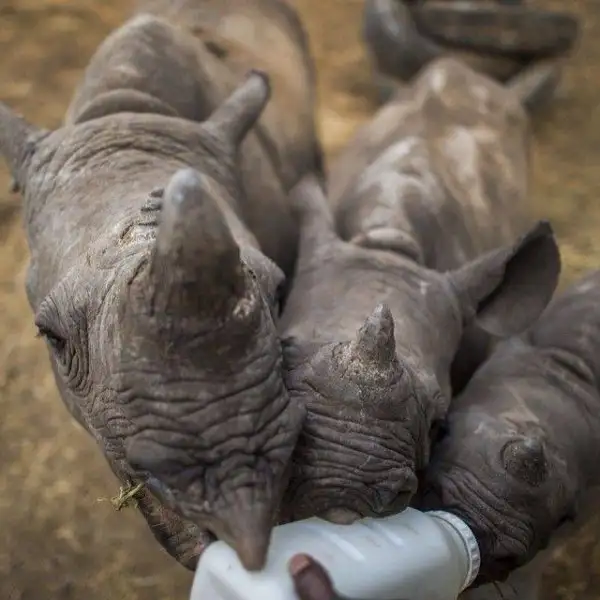 national-geographic-instagram-da-national-geographic-instagram-1429287.webp