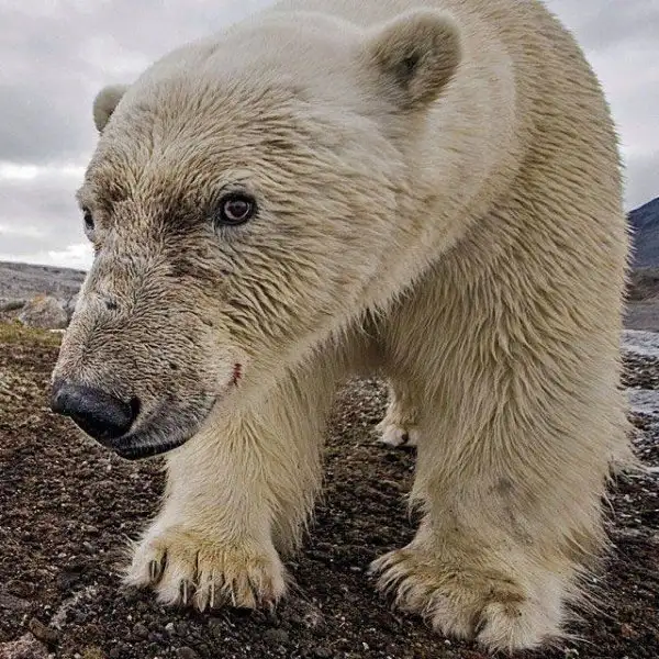 national-geographic-instagram-da-national-geographic-instagram-1429294.webp