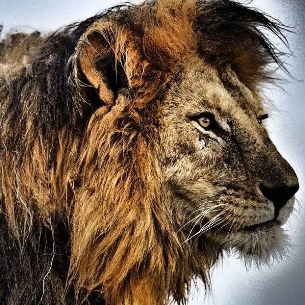 national-geographic-instagram-da-national-geographic-instagram-1429303.webp
