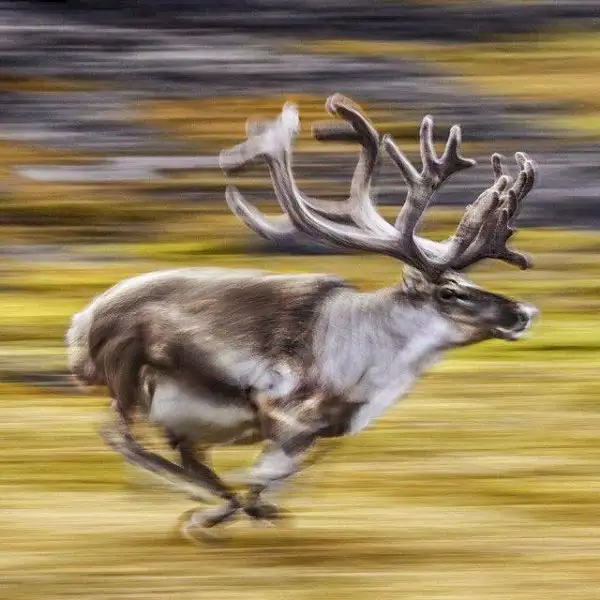 national-geographic-instagram-da-national-geographic-instagram-1429308.webp