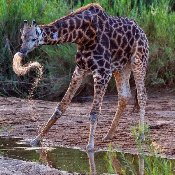 national-geographic-instagram-da-national-geographic-instagram-1429313.webp