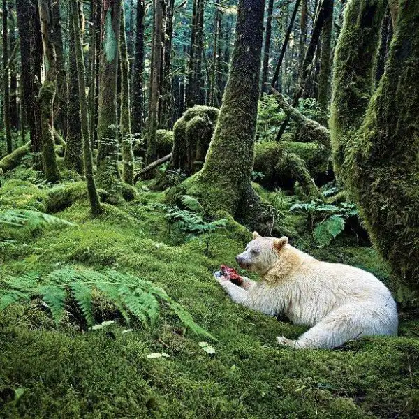 national-geographic-instagram-da-national-geographic-instagram-1429318.webp
