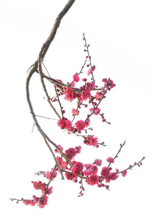 nisan pembe (1).webp