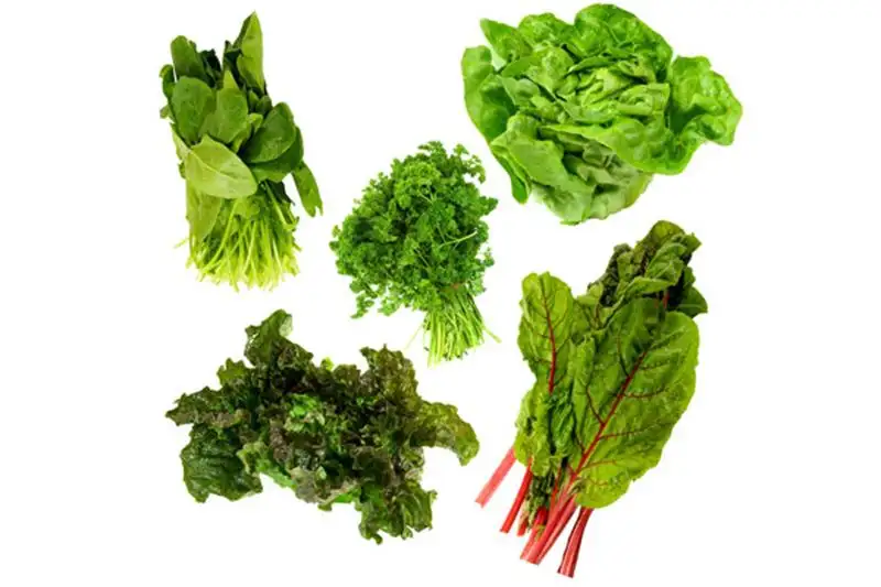 nocanvas_koyu-yesil-sebzeler.webp