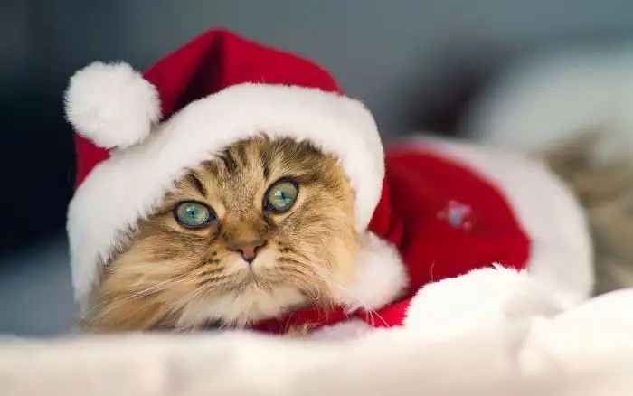 noel-kedi_365511.webp