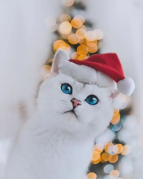 noel1.webp