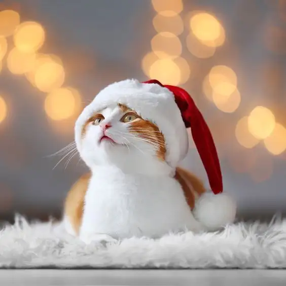 noel1b.webp