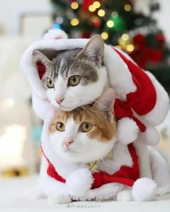 noel1c.webp