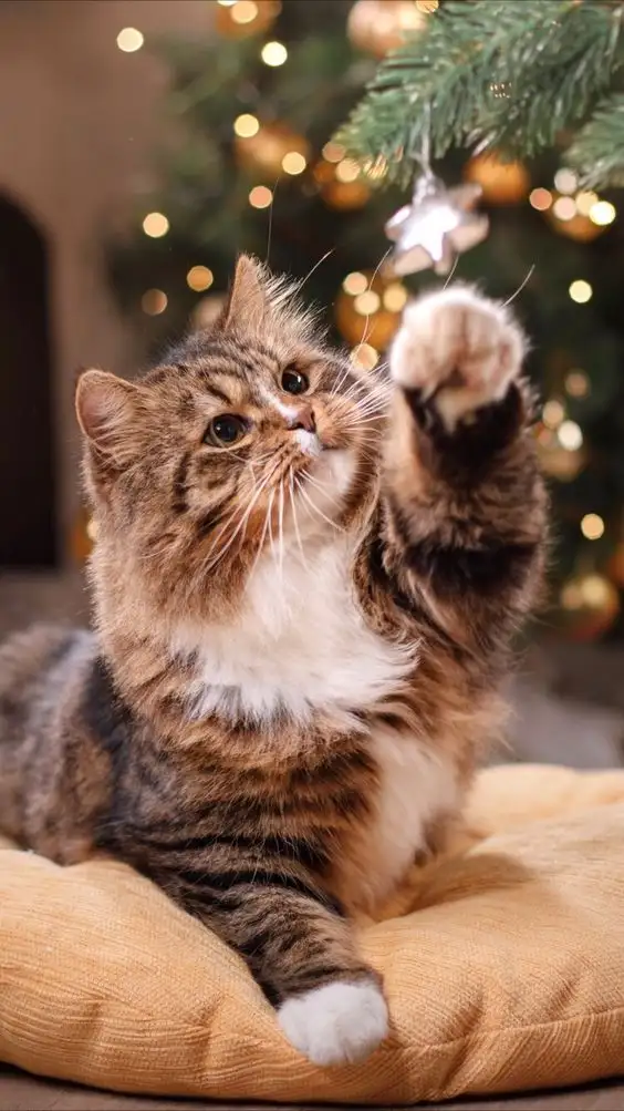 noel1d.webp