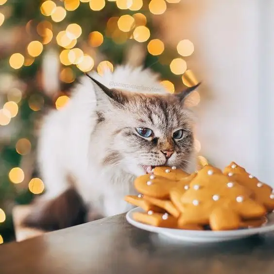 noel1f.webp