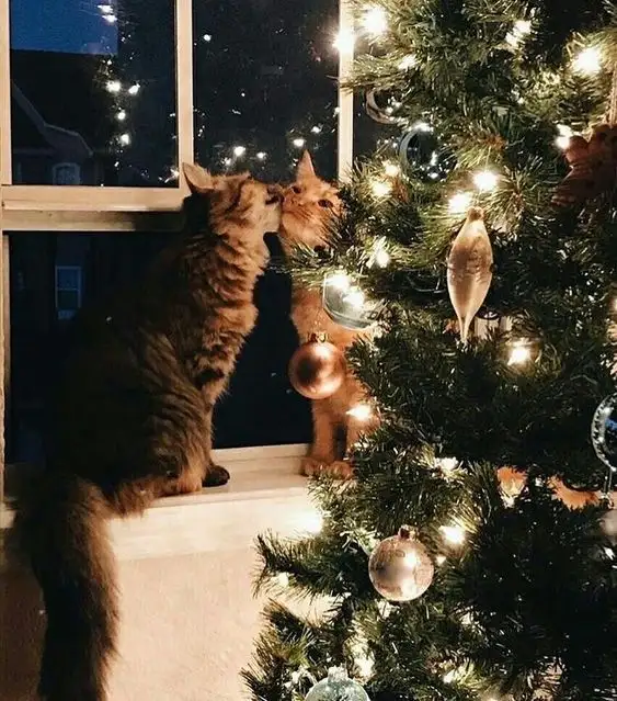 noel1fo.webp
