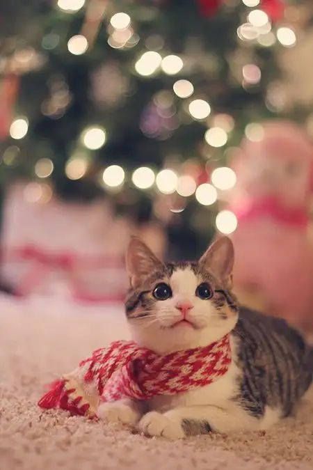 noel1g.webp