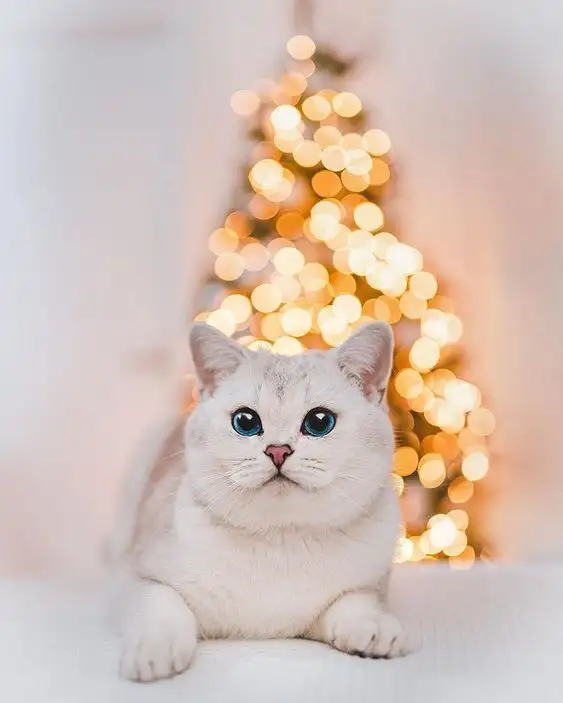 noel1o.webp
