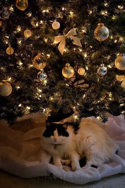 noel1s.webp