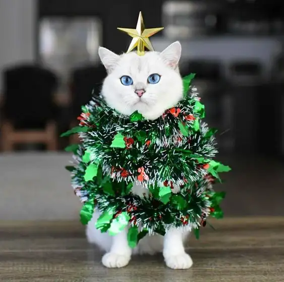 noel1t.webp
