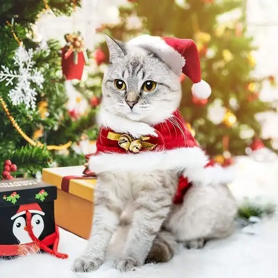 noel1u.webp