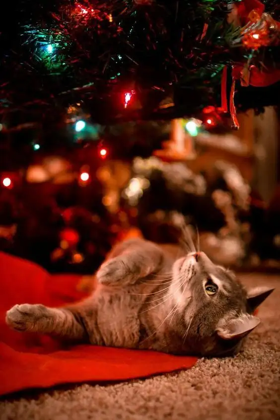 noel1w.webp