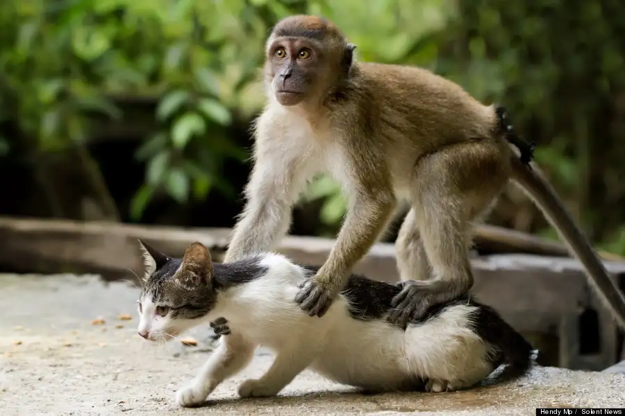 o-MONKEY-MASSAGES-CAT-900.webp