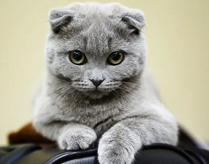 ,O2GurfuUd0SsO9qZ4nKAAA.webp