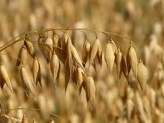 oats-8946_640_1371080671.webp