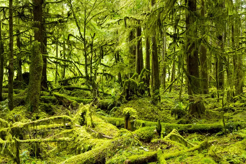 olimpik-ulusal-parkı-washington.webp