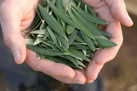 Olive-leaves-bir-avuc-zeytin-yapragi.webp
