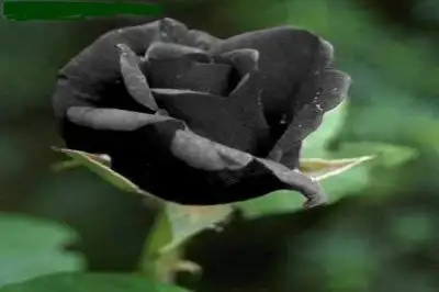 Omer63_halfeti15.webp