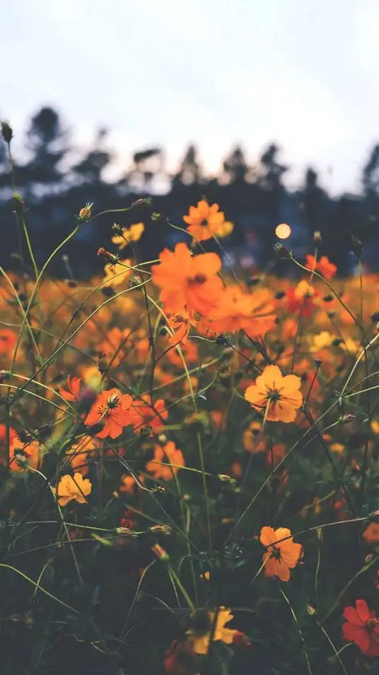 orange-floral-tumblr-portrait-photography-gtjmkv4aake3fpn0.webp