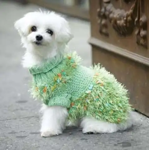 örgü-köpek-kıyafeti.webp