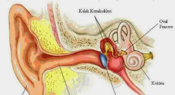 orta-kulak-iltihabı-tedavisi-605x4561-605x330.webp