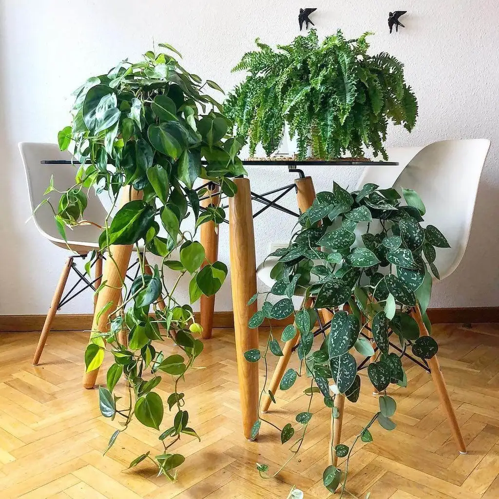 osevio-blog-cicek-cesitleri-ara-gorsel-2.webp