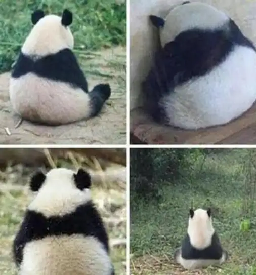 Pandalar üzüldüklerinde yalnız kalmak ister..webp