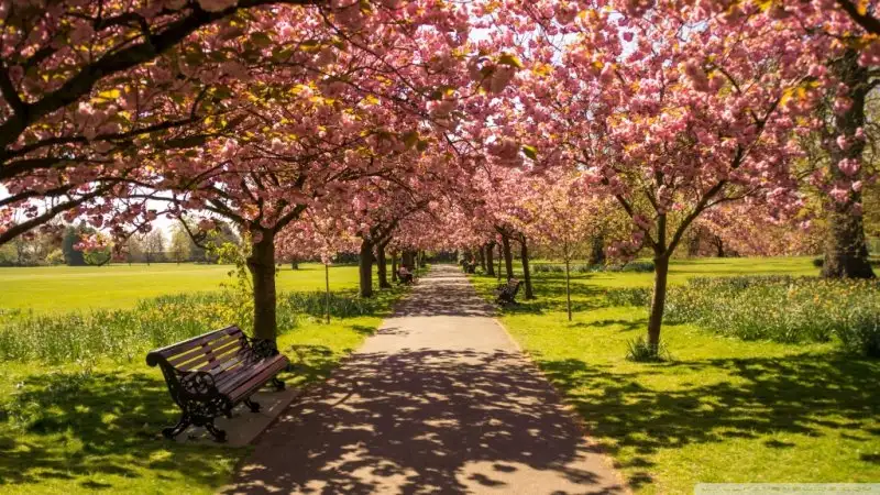 park_alley_springtime-wallpaper-1024x576.webp